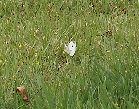 [A mostly white butterfly with wings held above it perched in the grass. The white wings are all white except for a small section at the upper edge which is black as is one dot on its wing.]